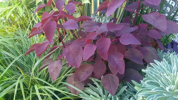 Euphorbia cotinifolia. A Agrocampus Ouest, à Angers (49).